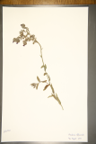 Anchusa officinalis RCPGdnHerbarium (24).JPG